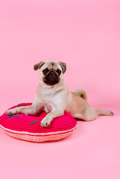 cachorro Pug en mentiras sobre una almohada redonda roja sobre el fondo rosa - Foto, Imagen