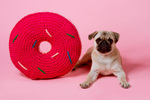 Pug puppy in  lies on a red round pillow on the pink background - Fotografie, Obrázek