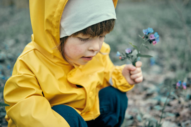 Kojenec ve žluté bundě s kapucí trhá brzké jarní květiny modré v lese - Fotografie, Obrázek