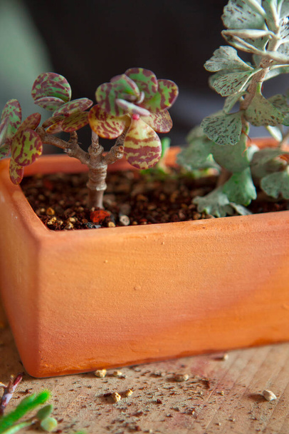 Planting flowers in the garden, female hands are transplanting succulents into pots - Photo, Image