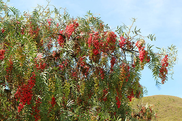 Δέντρα Schinus Molle ή Peruvian Pepper Fruits on the Tree in the SDouth Valley, Cuzco region, Peru - Φωτογραφία, εικόνα