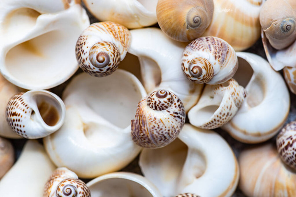 Flat lay summer composition with sea shells on concrete background with copy space - Photo, Image