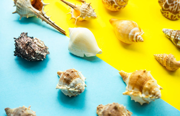 Flat lay summer composition with sea shells on blue and yellow background with copy space - Fotó, kép