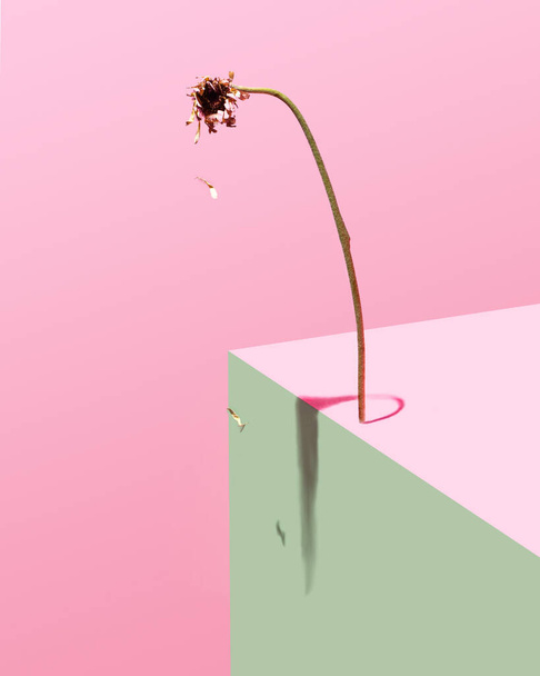 Stervende gerbera bloem concept. Baby roze, roos en groene eenzame achtergrond. Minimaal modern abstract arrangement. - Foto, afbeelding