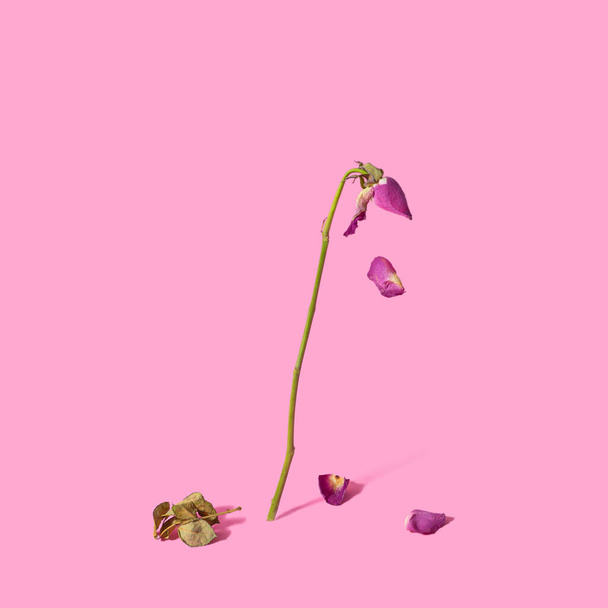 Stervende roos bloem concept. Baby roze eenzame achtergrond. Abstract ontwerp. - Foto, afbeelding