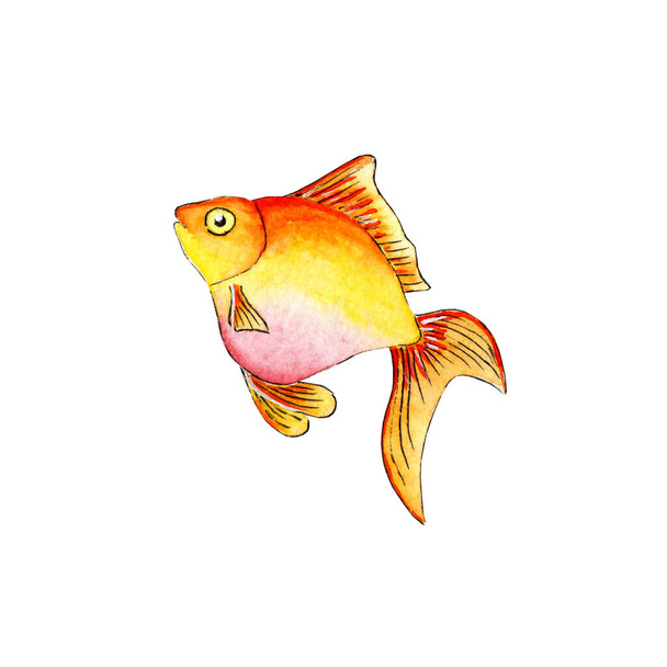 Ilustração aquarela de um pequeno peixinho dourado com uma barriga rosa. Peixe de aquário. Vida marinha. Animal de estimação. Isolado sobre fundo branco. Desenhado à mão. - Foto, Imagem