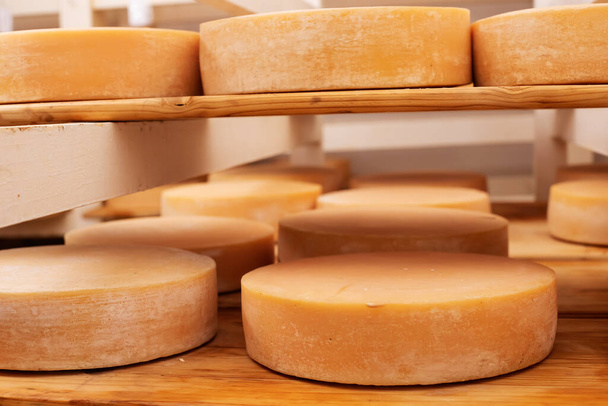 Τυρί ωρίμανση στο ράφι χρησιμοποιώντας παραδοσιακή μέθοδο γήρανσης σε μικρά γαλακτοκομικά προϊόντα - οι νόστιμοι τροχοί που παρουσιάζουν διάφορα στάδια ωρίμανσης - Φωτογραφία, εικόνα