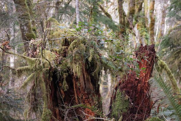 grote oude boomstronk met mos varens en boom die eraan groeit - Foto, afbeelding