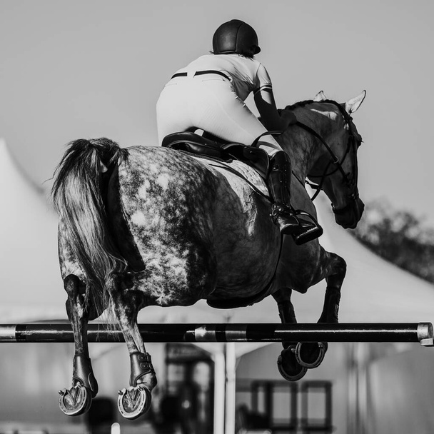 Salto a caballo, Deportes ecuestres, Show Jumping foto temática. - Foto, Imagen