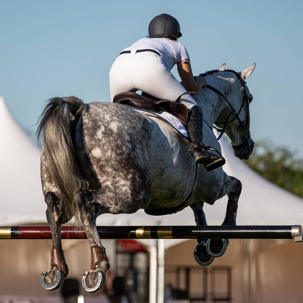 Horse Jumping, Equestrian Sports, Show Jumping themed photo. - Zdjęcie, obraz