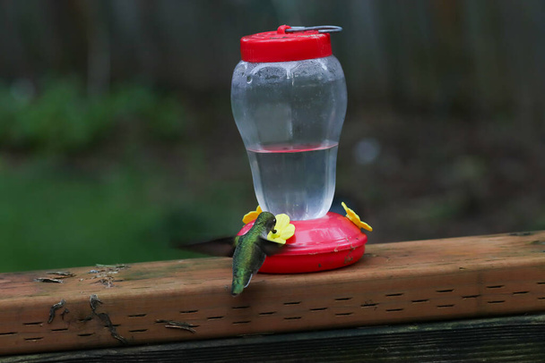 petit colibri vert buvant dans la mangeoire - Photo, image