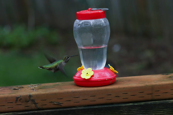 colibrí verde oscuro flotando junto a un comedero - Foto, imagen
