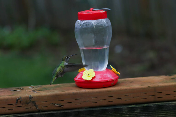 colibrí con alas borrosas flotando por el alimentador - Foto, imagen