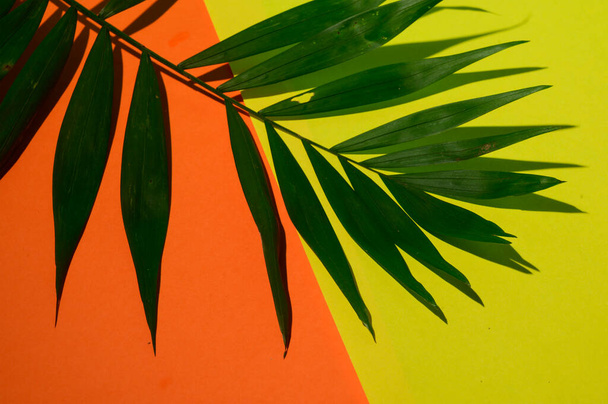 hermosa hoja de palma sobre fondo colorido, concepto de primavera, vista cercana   - Foto, imagen