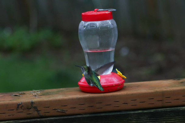 a backyard with hummingbirds in front of feeder - Photo, Image