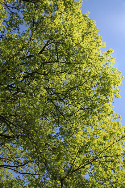Arka planda mavi gökyüzü olan yeşil ağaç dallarının alçak açılı görüntüsü. - Fotoğraf, Görsel
