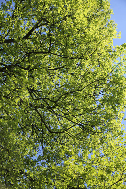 A closeup shot of green tree branches with blue sky in the background - Foto, immagini