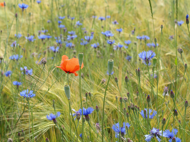 野生の花と麦畑 - 写真・画像