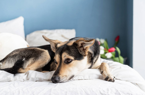 Spring tulips and dog on the bed. Cute mixed breed dog lying on the bed with tulips on background - Photo, Image