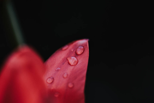 A closeup shot of a detail of a red tulip with water droplets on it on a dark background - Valokuva, kuva