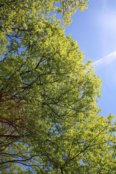 A low angle shot of green tree branches with blue sky in the background - 写真・画像