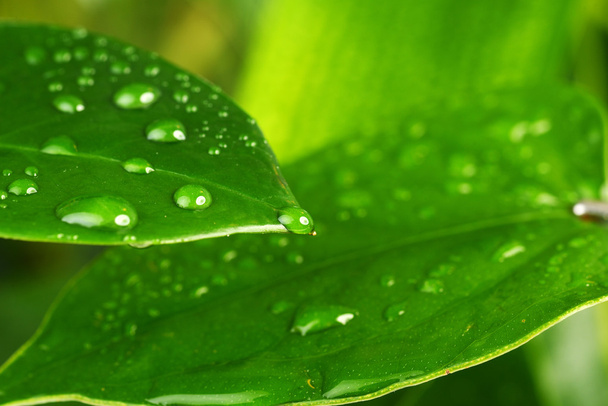  green plant leaf - Fotoğraf, Görsel