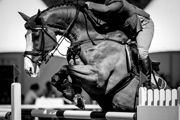 Прыжки с лошади, конный спорт, фото с тематикой шоу прыжков. - Фото, изображение