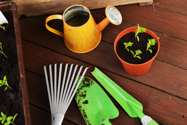 Gardening tools with plants - Foto, Imagem