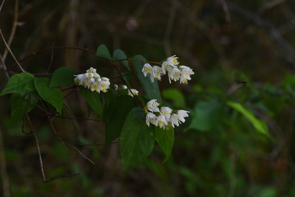 A Deutzia floresce. Hydrangeaceae arbusto caduco. - Foto, Imagem