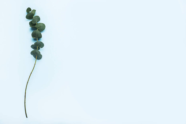 green branch of eucalyptus against blue background. Top view, flat lay. - Photo, Image