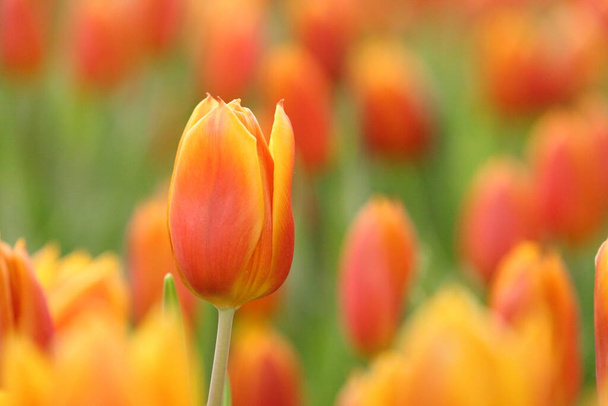 Fresh orangy ad rem tulip in flower bed during spring season with copy space - Photo, Image