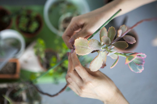 Посадка цветов в саду, женские руки пересаживают суккуленты в горшки - Фото, изображение