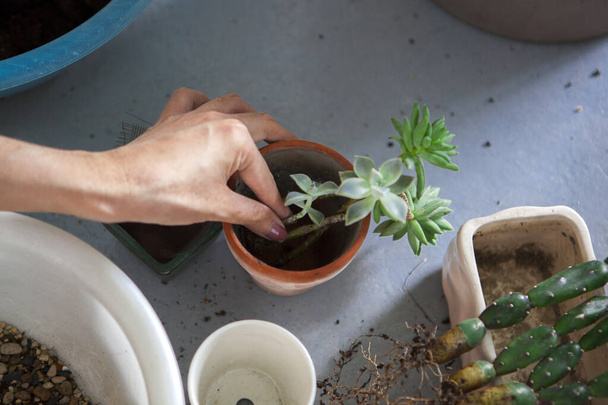 Planter des fleurs dans le jardin, les mains féminines transplantent des plantes succulentes dans des pots - Photo, image