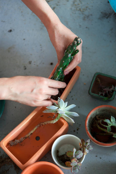 Pflanzung von Blumen im Garten: Weibliche Hände pflanzen Sukkulenten in Töpfe - Foto, Bild