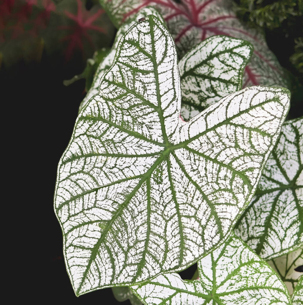 Close up image of leaves of Caladium Candidum in plant shop. - Photo, Image