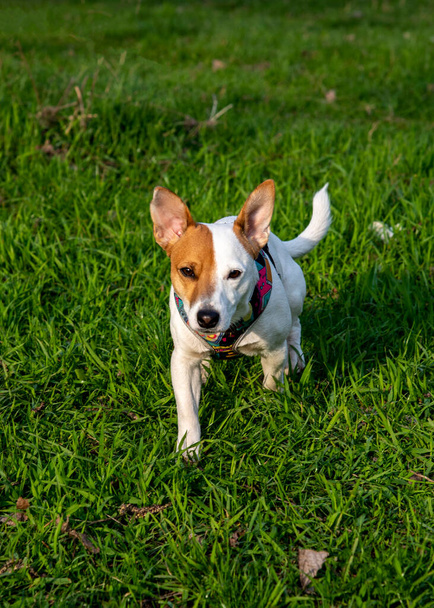 Dog breed Jack Russell Terrier in the forest on green grass in a colorful harness,walks forward to the camera, one paw in front of the other looking straight into the camera  - Fotoğraf, Görsel