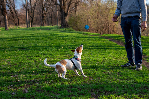 Köpek cinsi Jack Russell Terrier yeşil çimenli bir sahada bir adamla top oynuyor. Köpek havada uçan mavi topu yakalamaya hazırlanıyor.  - Fotoğraf, Görsel