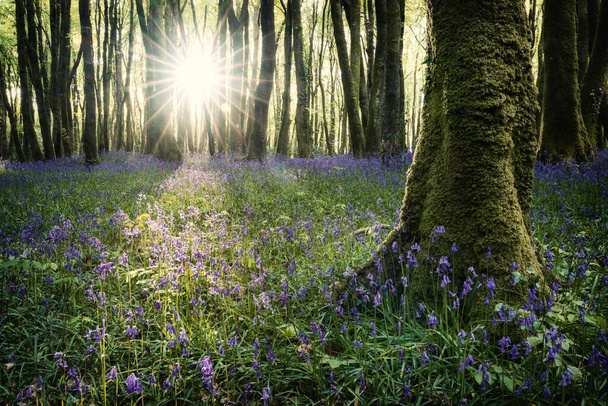 Bluebell hout maïsmuur Engeland uk met zonsondergang bij zonsondergang  - Foto, afbeelding