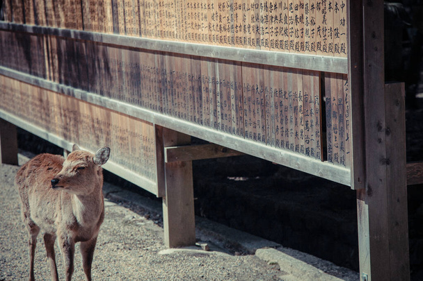 Asia Japón Kansai Precioso ciervo salvaje en Nara Kasuga Taisha Vi muchos ciervos encantadores en Nara Park - Foto, Imagen