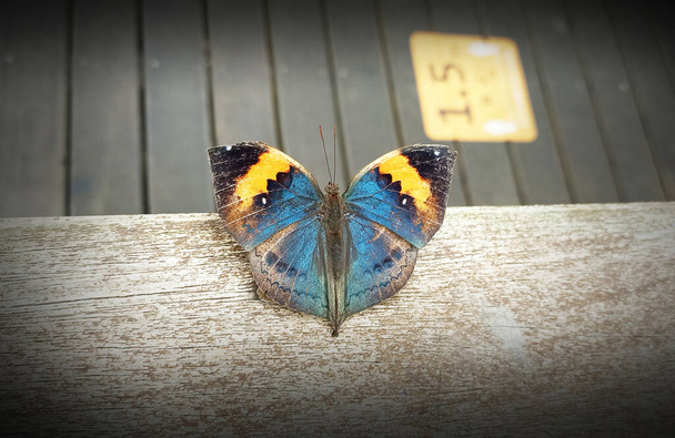 La bellissima farfalla Kallima inachus poggia sul corrimano in legno dello zoo di Taipei - Foto, immagini