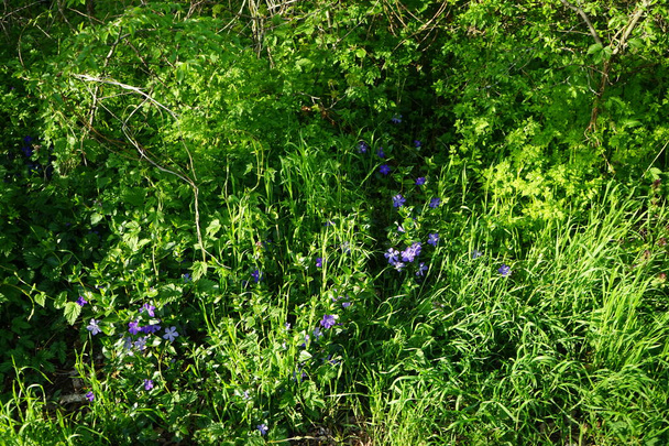 Vinca minor, kisebb periwinkle vagy törpe periwinkle, egy faj virágzó növény a dogbane család. Berlin, Németország - Fotó, kép