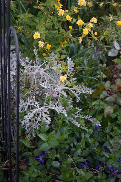 Mayısta bahçede çiçek açan yatak. Vinca minor blue, Kerria japonica yellow, Jacobaea maritima, sedum, kozalaklı bitkiler. Berlin, Almanya  - Fotoğraf, Görsel
