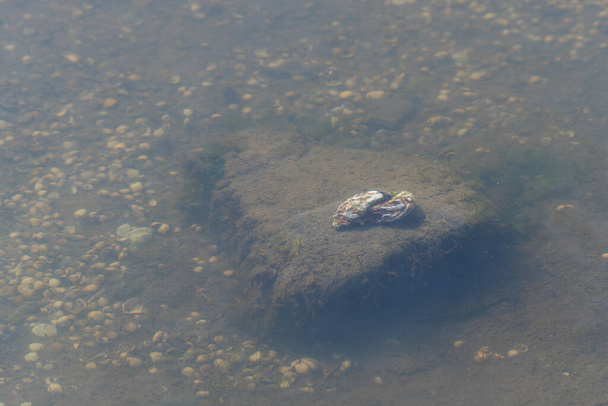 北海沿岸の小さな湖の中にあるムッセル(ビバルビア)は、背景に小さなムール貝がたくさんいる石の上にあります。 - 写真・画像