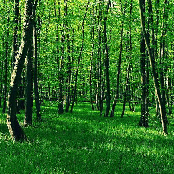 森の中の木自然の中でのリラクゼーションやレクリエーションのための自然背景。春の新緑.  - 写真・画像