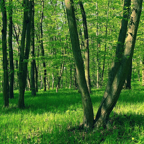 Drzewa w lesie Naturalne tło dla relaksu i rekreacji w przyrodzie. Wiosna świeża zieleń.  - Zdjęcie, obraz