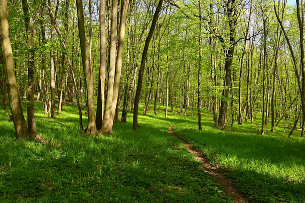 Красивый зеленый фон с лесом. Весна природа с деревьями. Красочный фон. - Фото, изображение