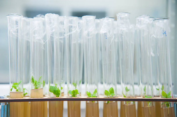 Germinação de sementes de plantas em tubos de ensaio em laboratório - Foto, Imagem