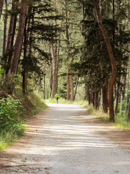 road in the pine trees forest in spring for runners - Photo, Image