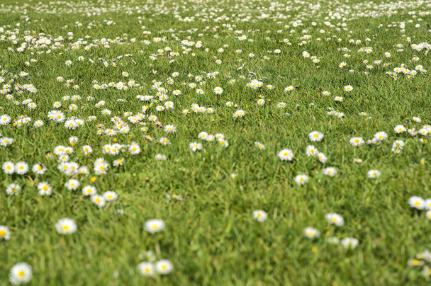 Beautiful closeup view of lots of small single low growing chamomile (Mayweed) flowers on spring green grass background on university campus, Dublin, Ireland. Soft and selective focus. High resolution - Photo, Image