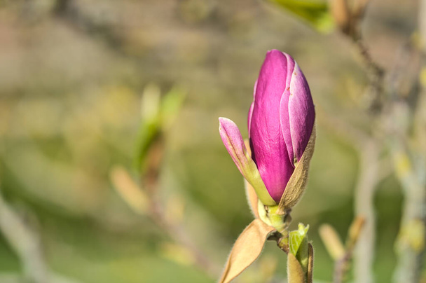 Hermosa vista macro de magnolia platillo chino rosa sin abrir (Magnolia Soulangeana) flores de árboles brotes que florecen en el campus universitario, Dublín, Irlanda. Enfoque suave y selectivo - Foto, Imagen